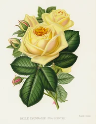 The Rose Garden: Belle Lyonnaise, Tea Scented